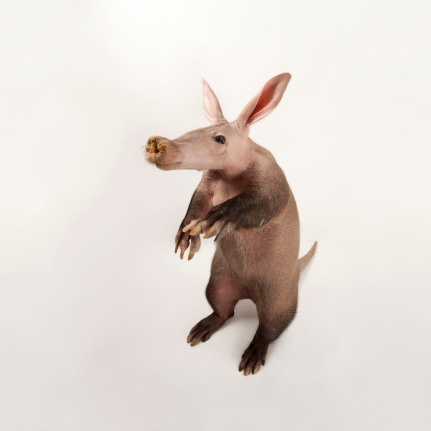 aardvark.jpg